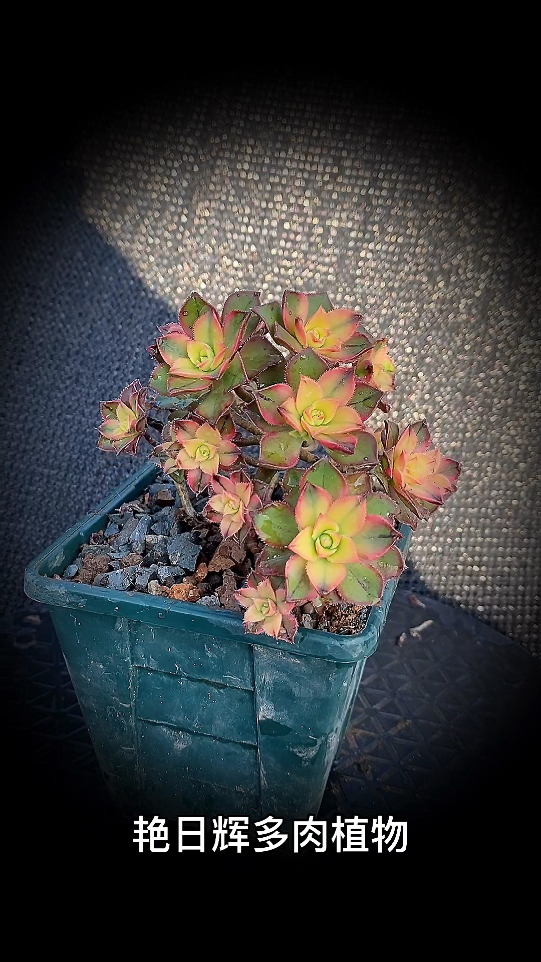 #有一种可爱叫多肉!#艳日辉多肉植物:是景天科莲花掌属的多肉植物。