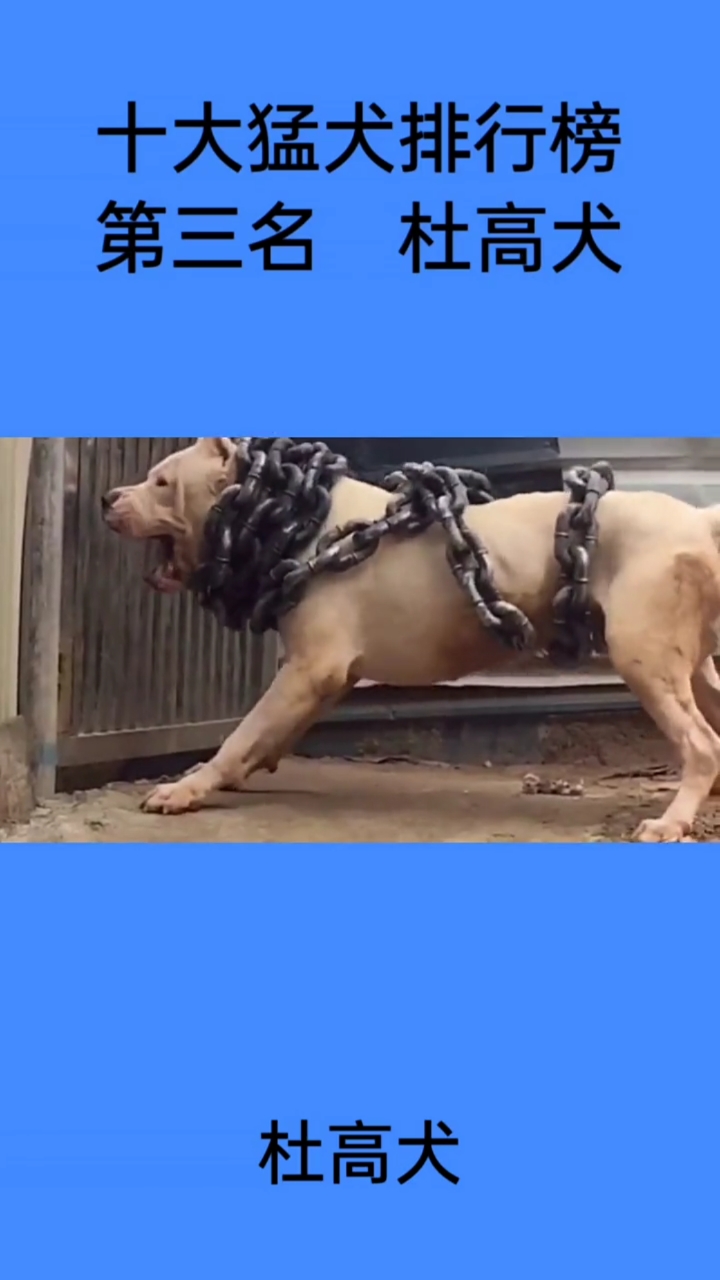 发达的肌肉惊人的耐力,阿根廷杜高犬,喜欢的老铁红心点亮
