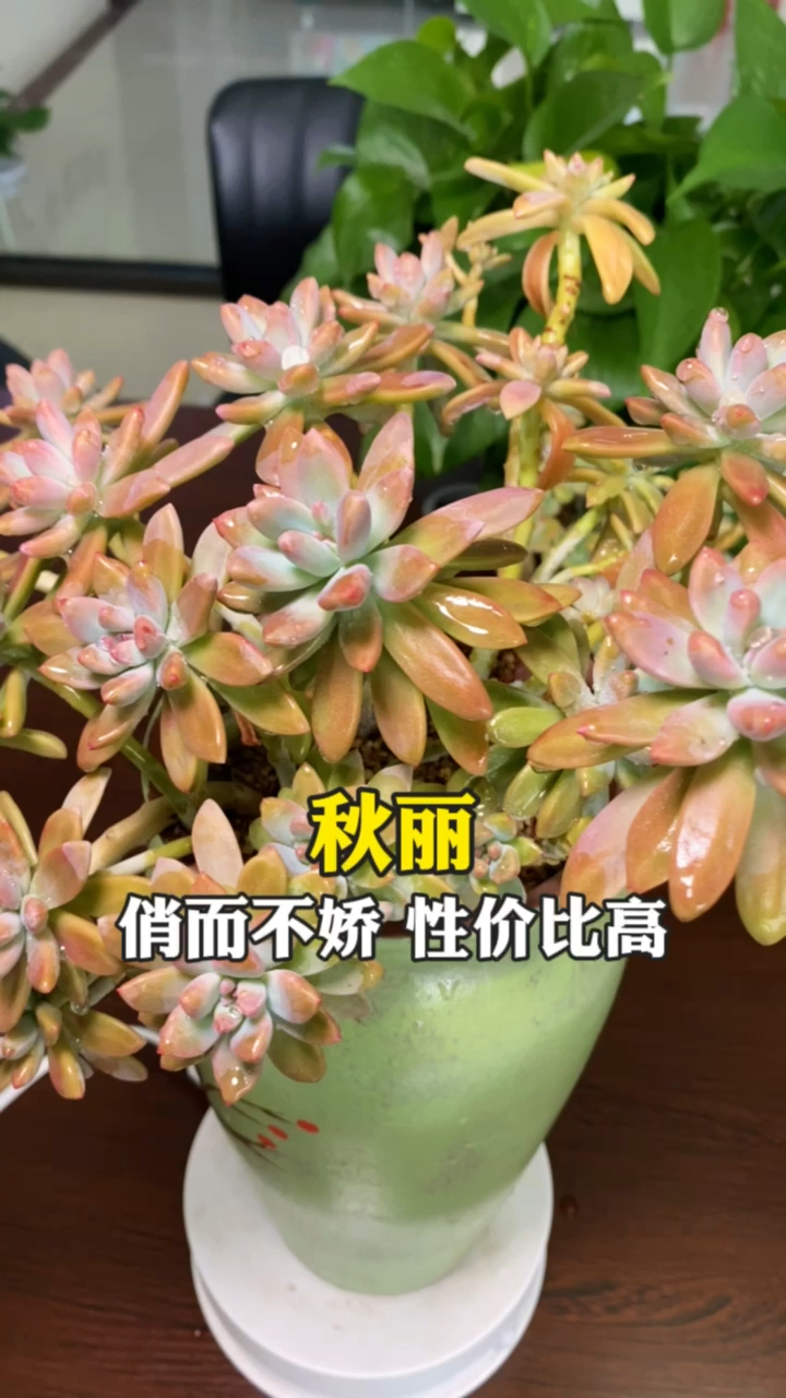 #多肉植物#秋丽多肉的养殖方法和注意事项