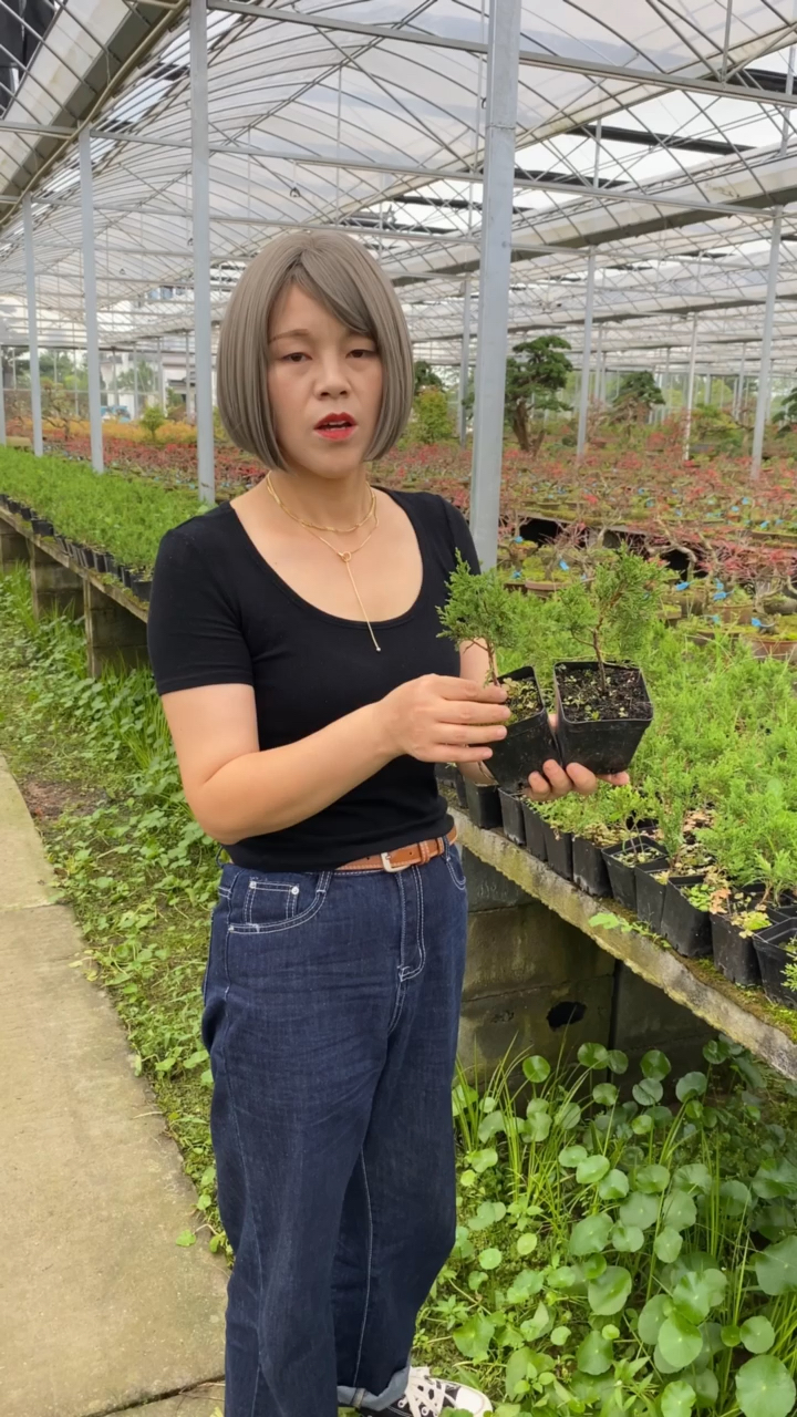 八房米叶系鱼川