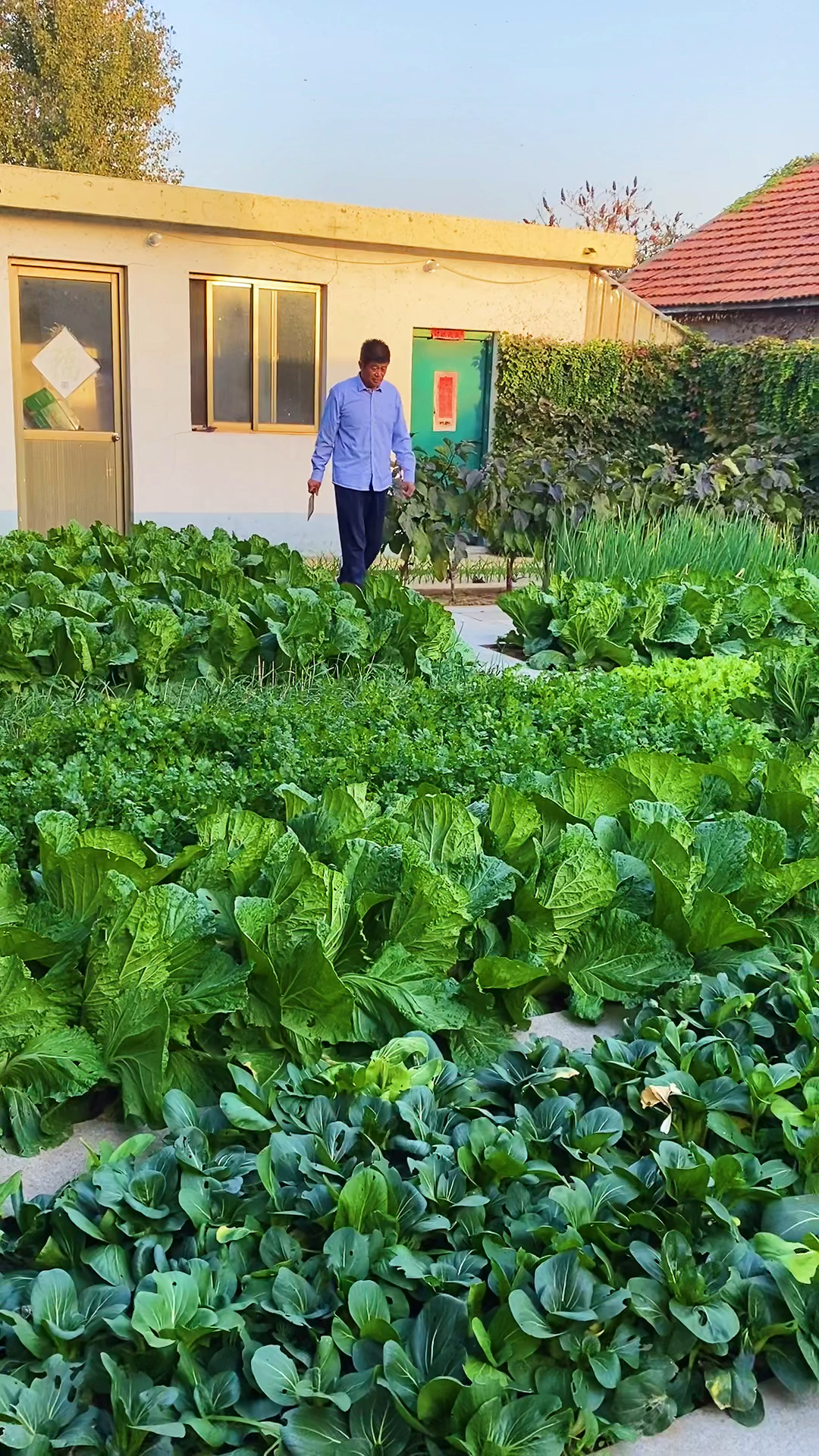 天越来越冷了,满院子的蔬菜最适合吃火锅了,上一刻还在地里,下一刻就吃到嘴里