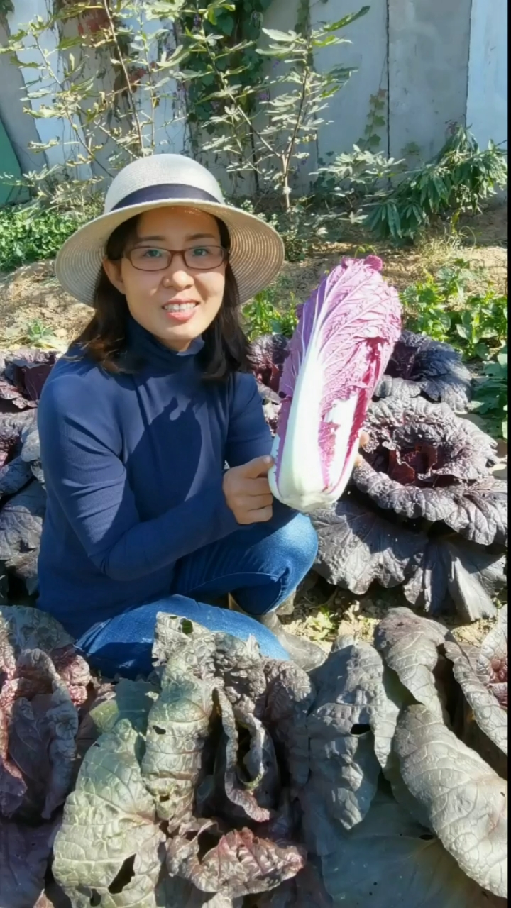 可以生吃的紫白菜