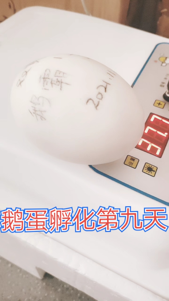 #我家萌宠成精了#双黄鹅蛋孵化第九天,另一颗黄被他吃掉了,阴影面积变大了,覆盖了大半颗鹅蛋