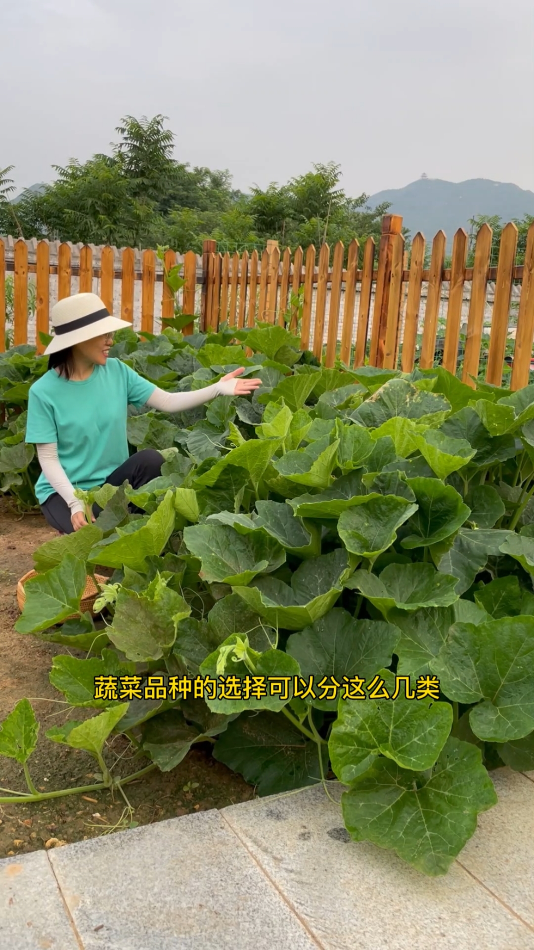 #田园生活#菜园面积不大，自己种菜，能实现蔬菜自由吗？
