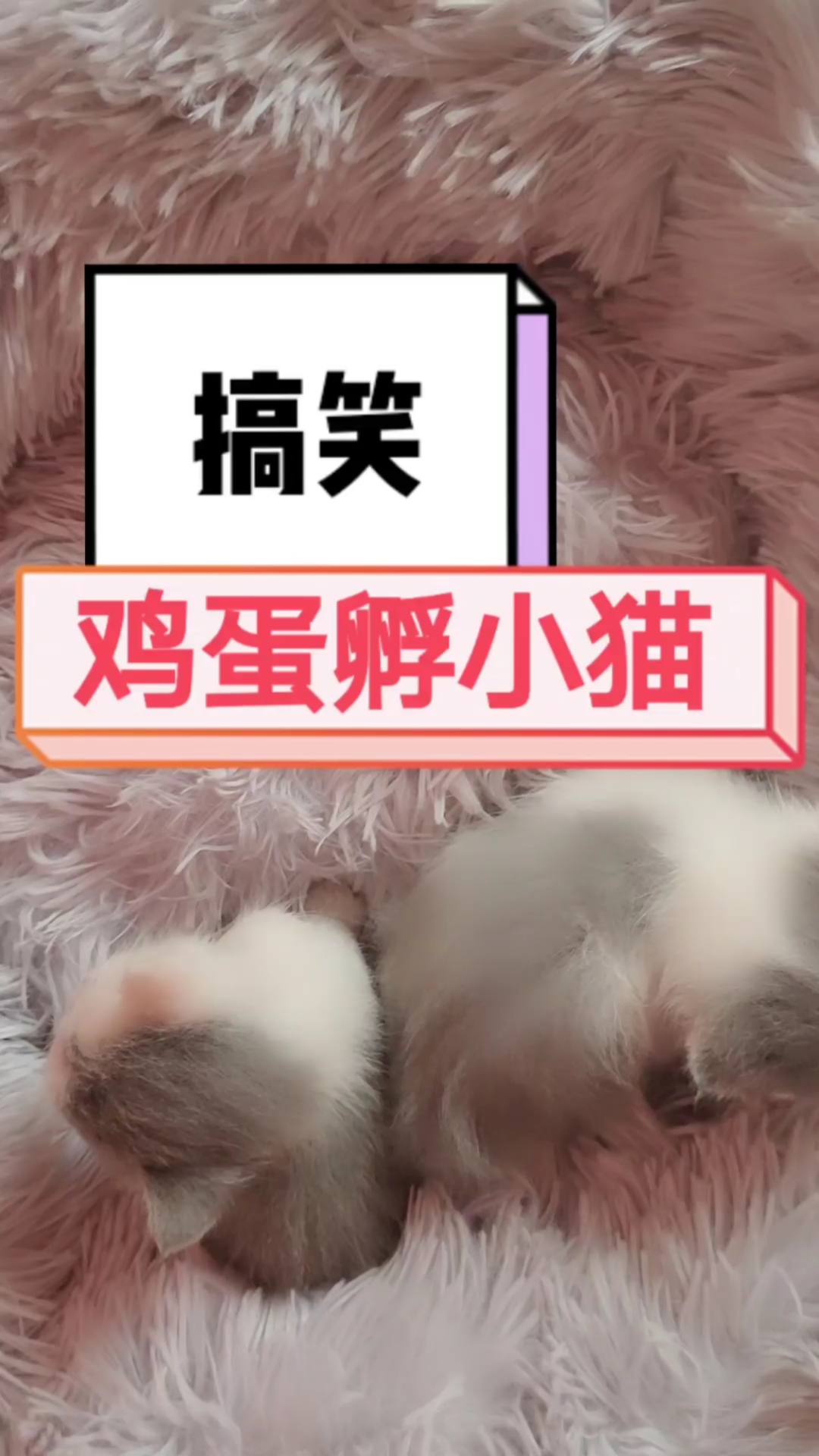 #搞笑段子#搞笑原创视频,熟鸡蛋孵小鸡。到底真假!!!
