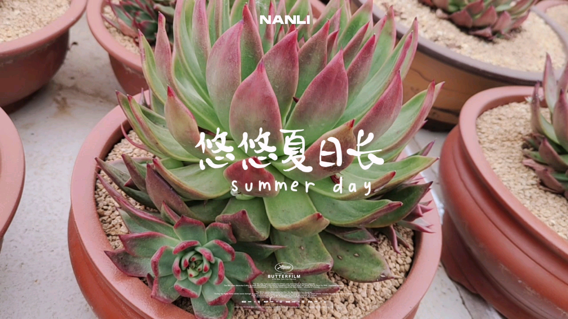 #多肉植物#弗兰克的疯狂崛起,到秋天就是一大盆!