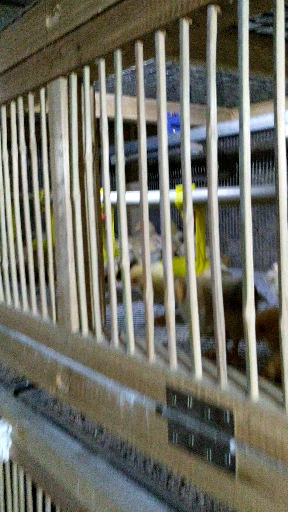 14日龄法氏囊活疫苗点眼接种。