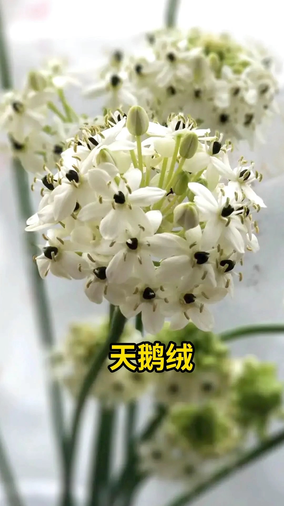 #分享养花经验#天鹅绒清新淡雅,适合夏天养的花～