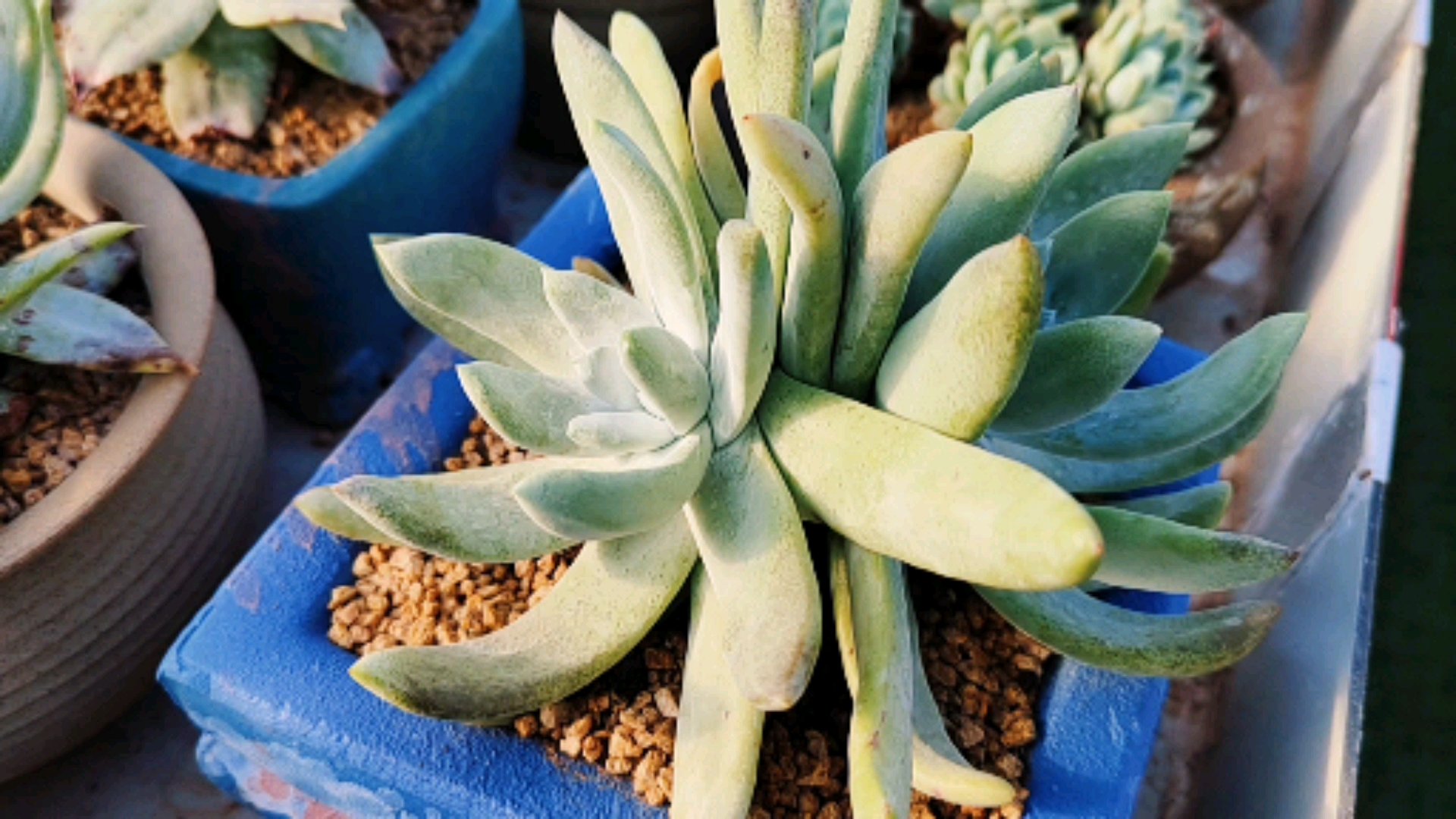 #多肉植物#肥嘟嘟的拇指仙女杯老桩,其实它们是不同的品种!