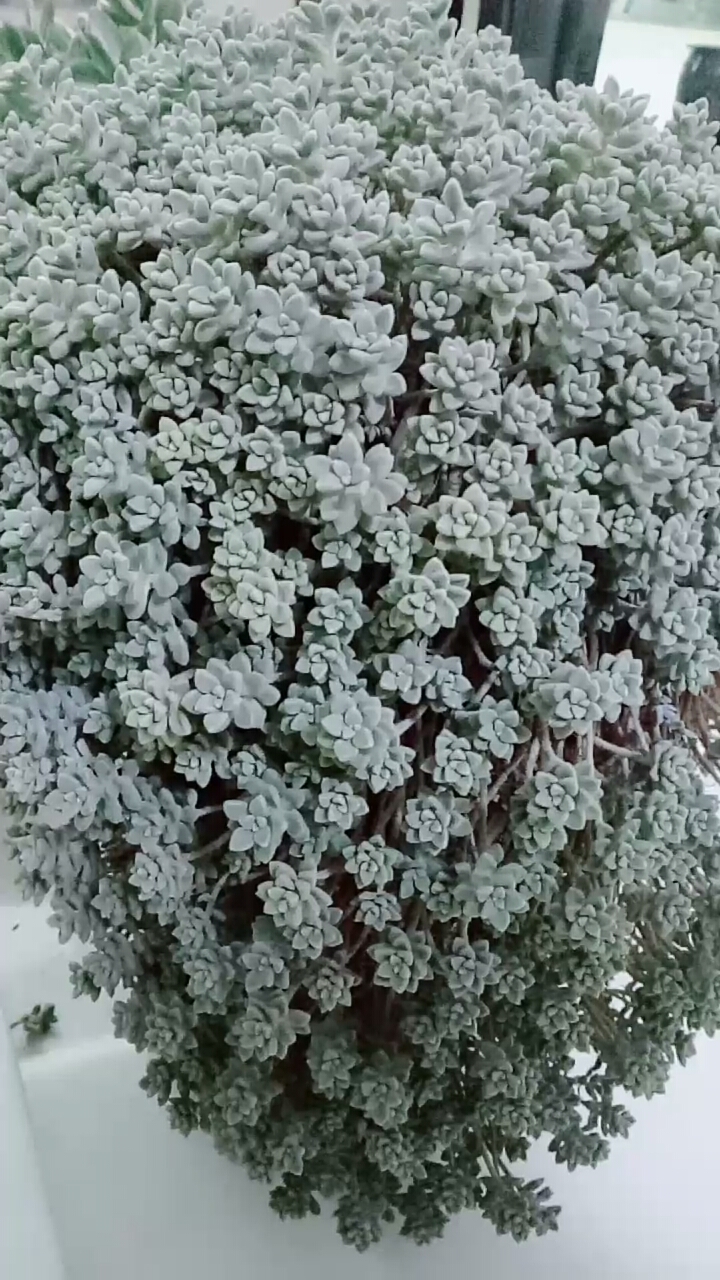 #多肉植物#小叶姬秋丽大老桩