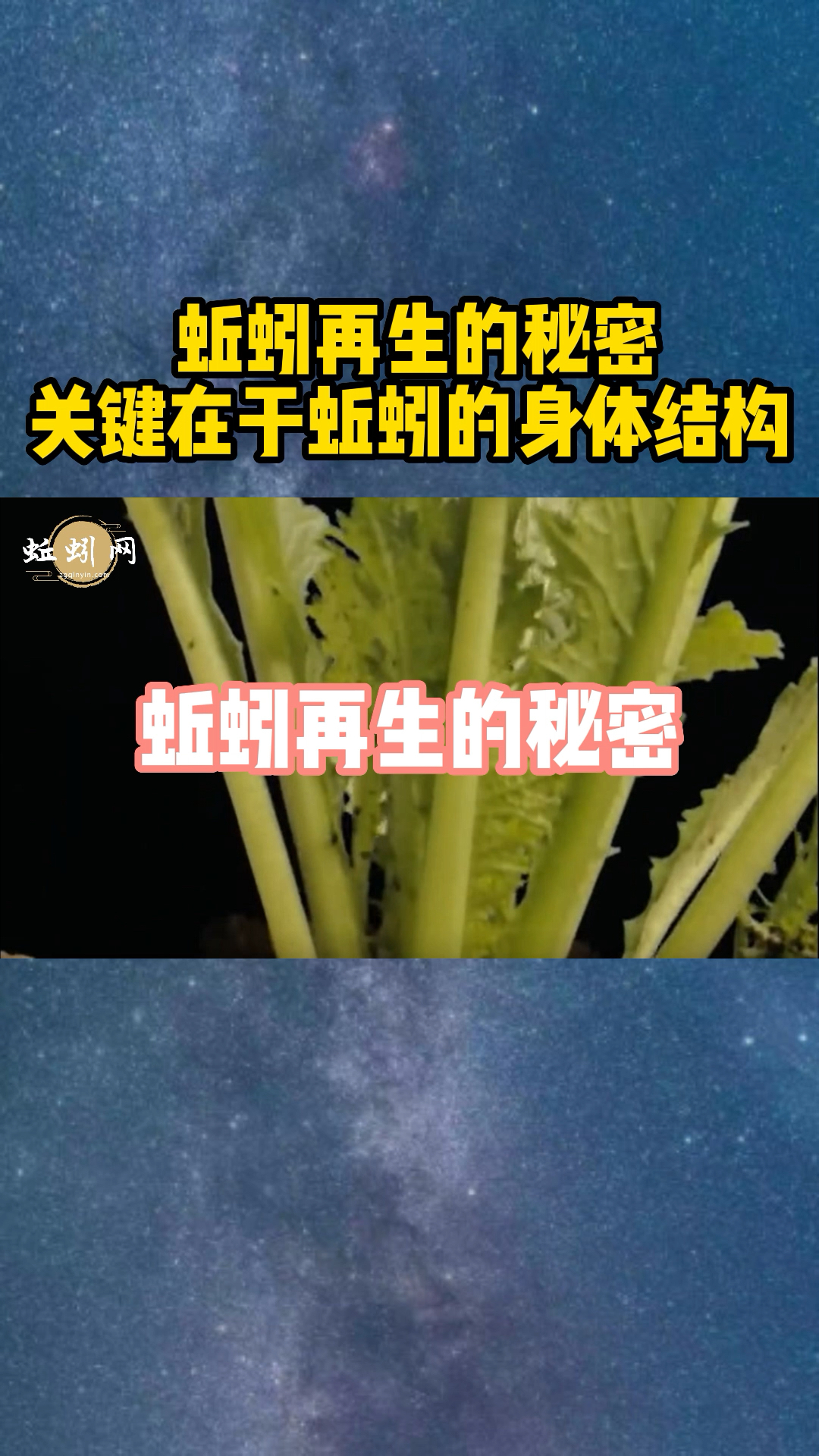 #蚯蚓养殖#蚯蚓再生的秘密关键在于蚯蚓的身体结构
