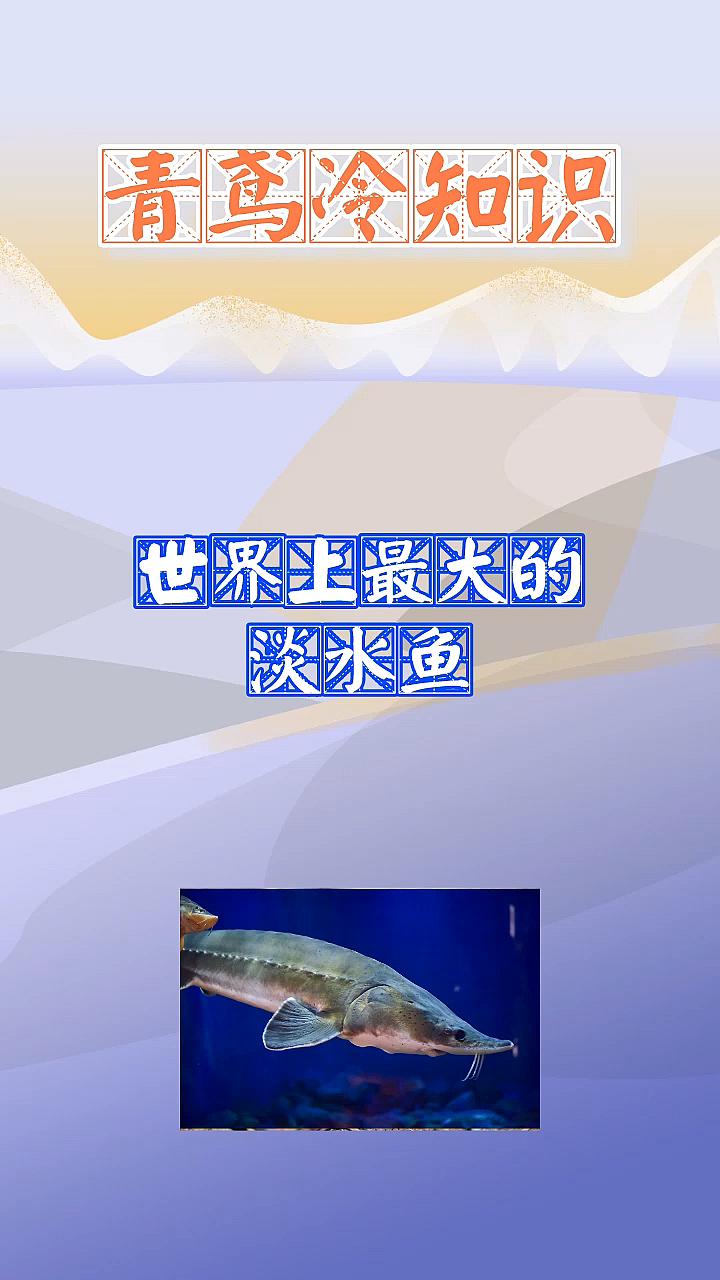 #每天一点冷知识#世界上最大的淡水鱼