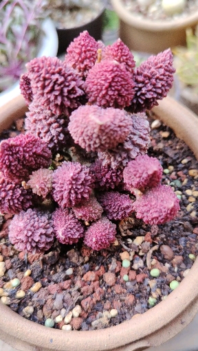 #多肉植物#妙不可言的朱紫玉,就像紫水晶!