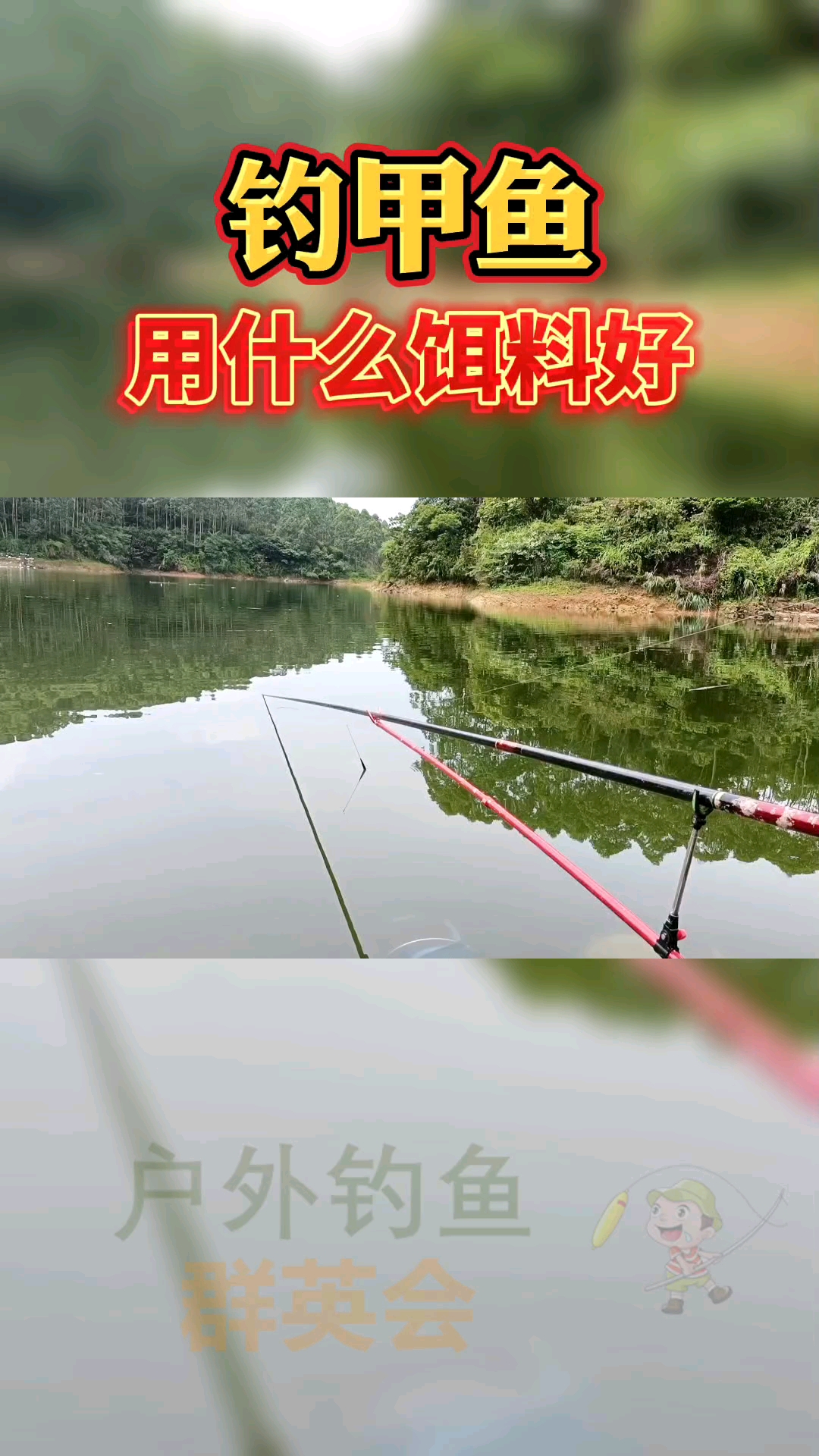 #钓鱼#钓甲鱼用什么饵料好?钓甲鱼的方法和技巧