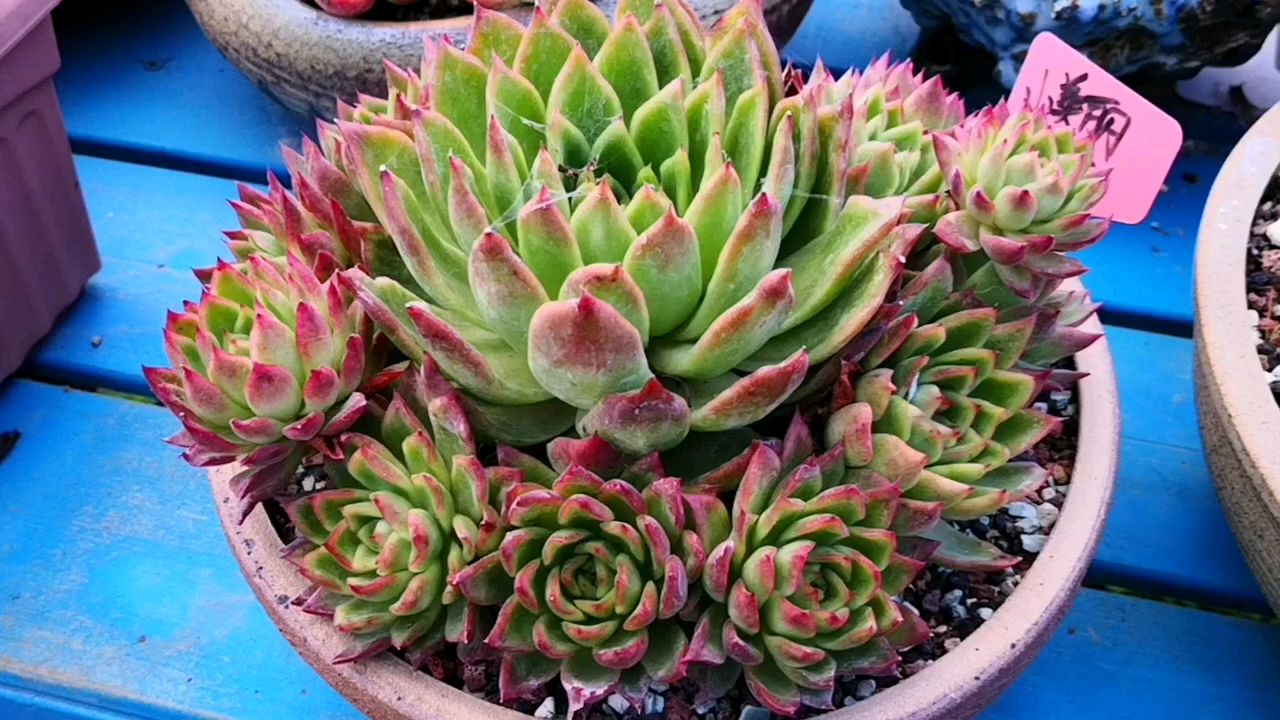 #多肉植物#红东云完美捧花也能仙气满满,是你喜欢的菜吗?