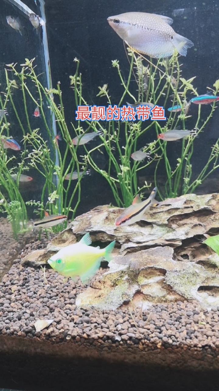 #全民颜选#绿色的荧光鱼是最早养的鱼,也是鱼缸中最漂亮的鱼。