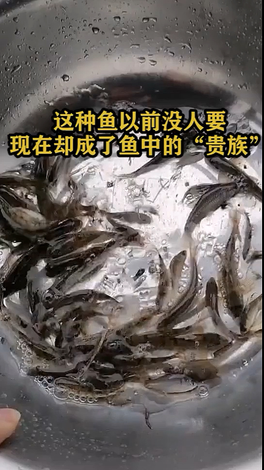 这种鱼以前没人要,现在却成了鱼中的贵族。