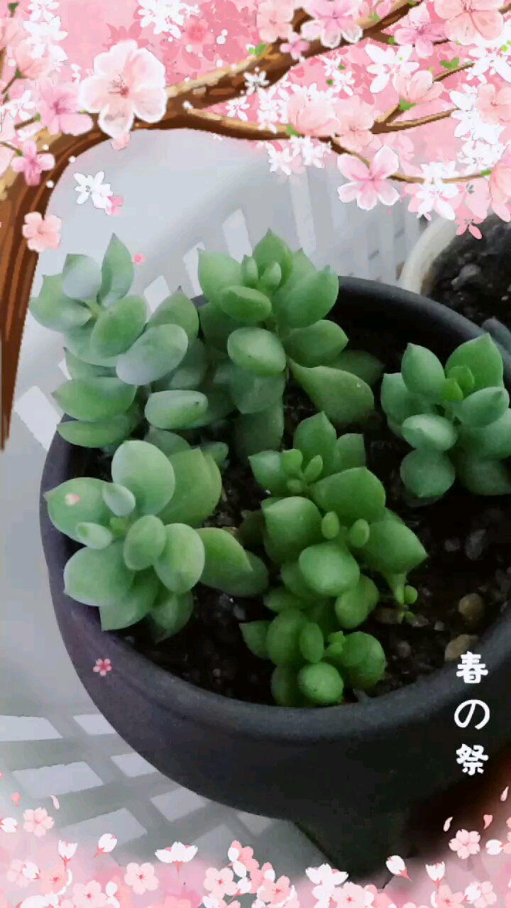香水福娘多肉