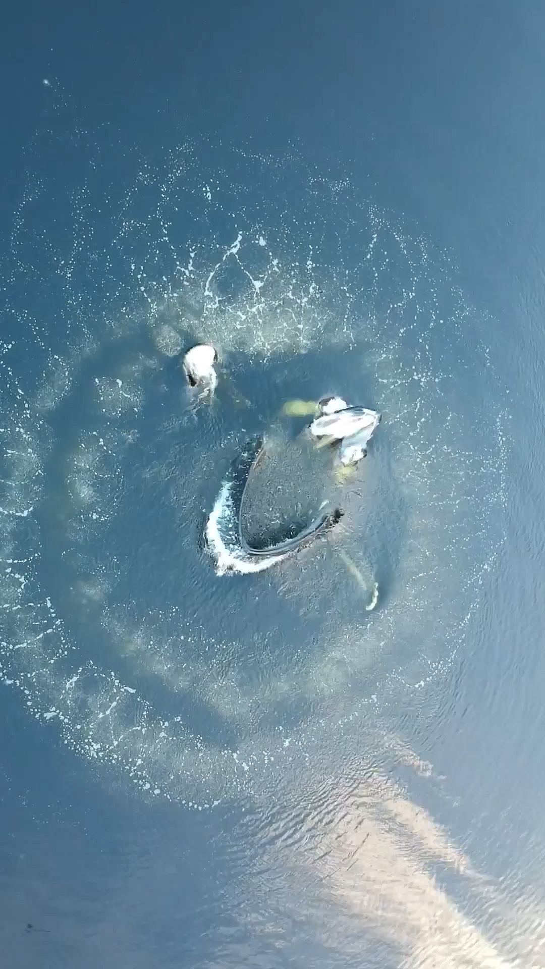 #鲸鱼#海洋大翅鲸织气泡网捕鱼