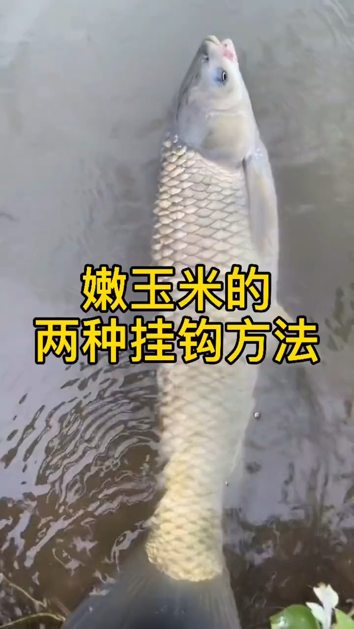 #钓鱼小知识#嫩玉米挂钩方法!