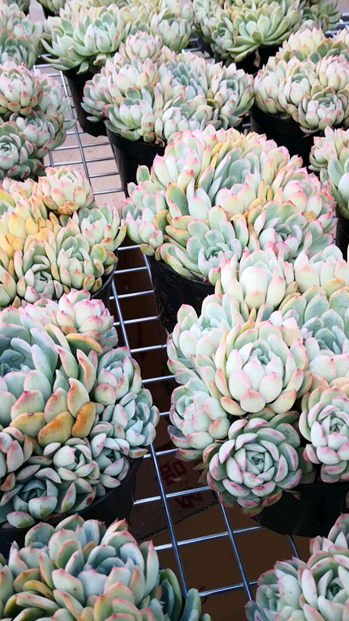 #有一种可爱叫多肉!#完美捧花月影群生来了,粉红色的状态美美哒!