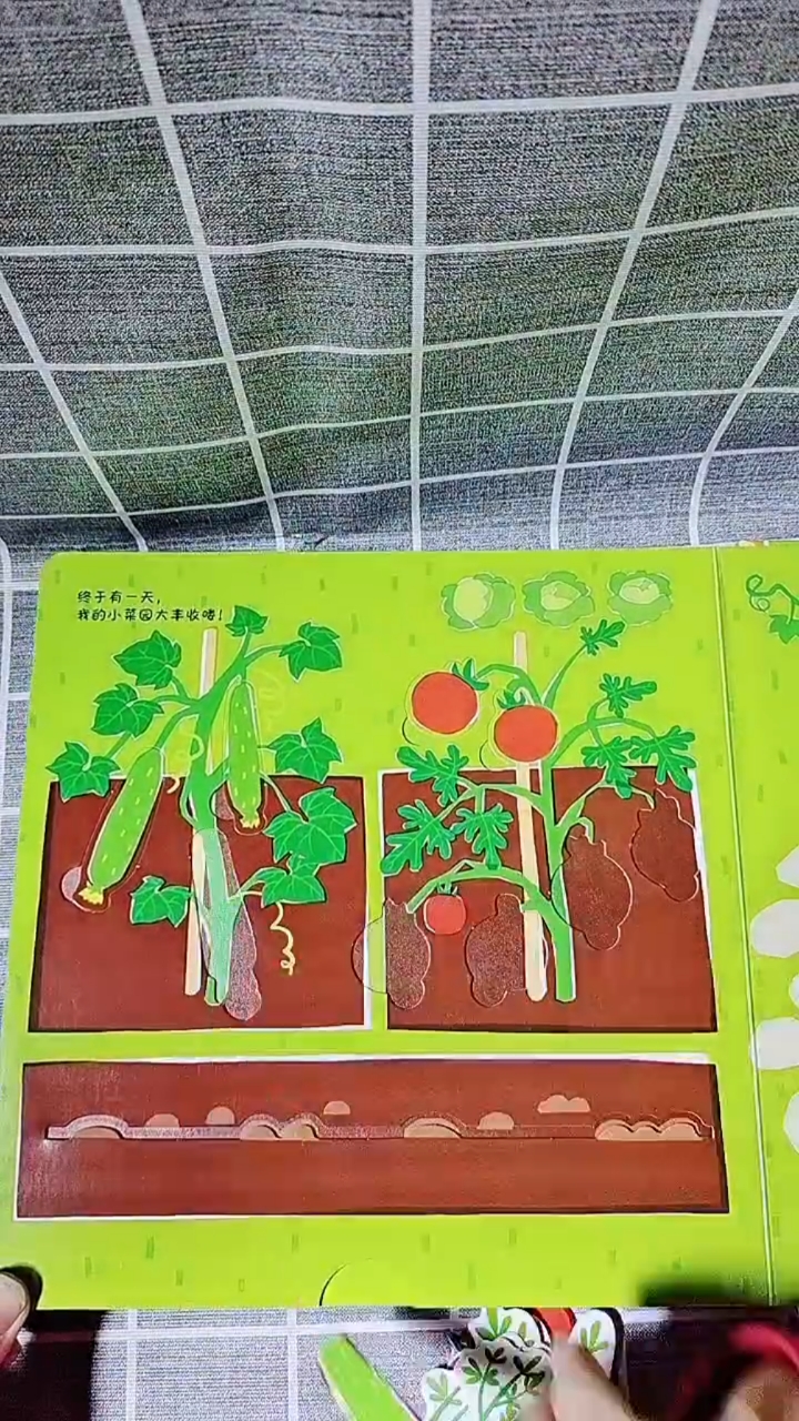 我家的小菜园
