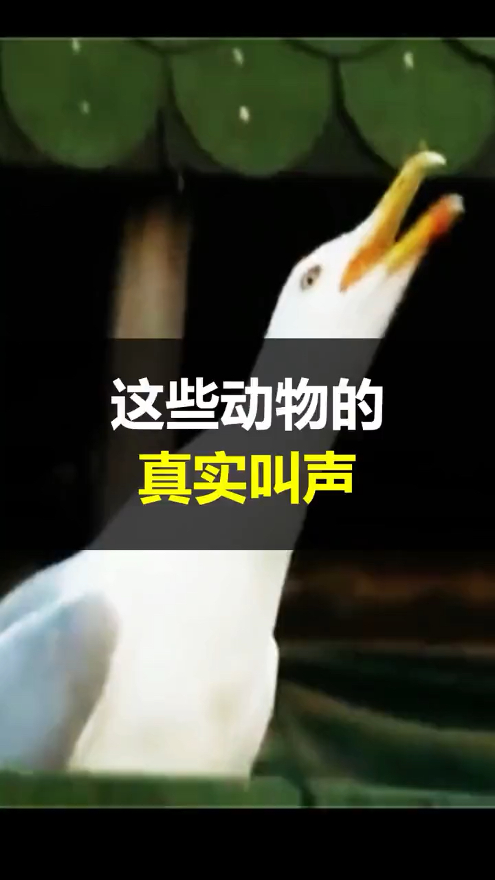 #动物世界#动物真实的叫声,你听过几个,看完可能颠覆你的想象