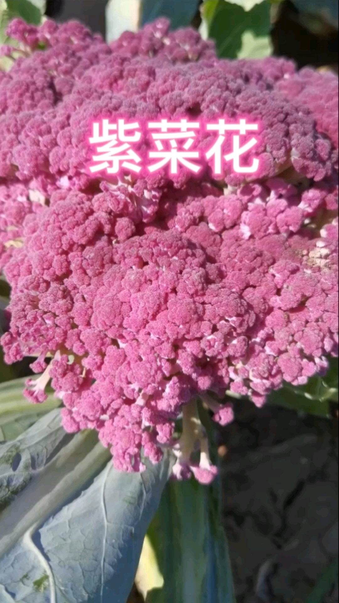 紫菜花