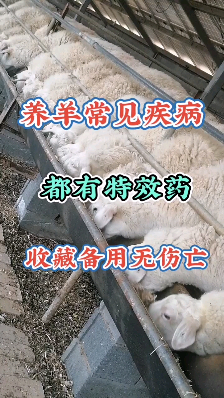 养羊常见疾病都有特效药,收藏备用无伤亡