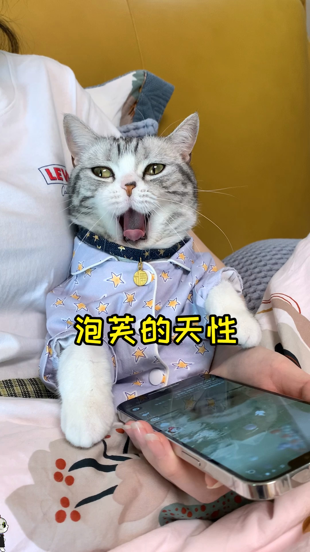 #猫咪日记#泡芙第一次尝试游泳，果然天性使然，超棒