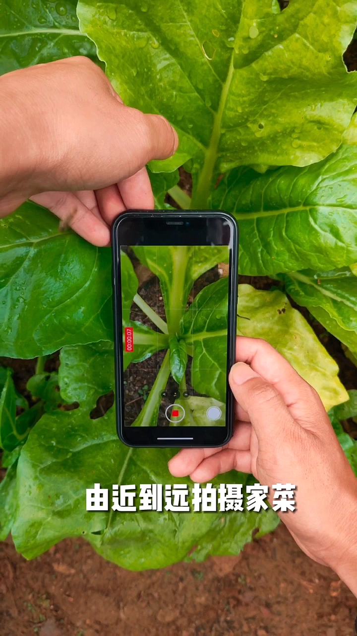 #手机摄影#家常菜这样拍,妈妈再也不用担心没才艺了