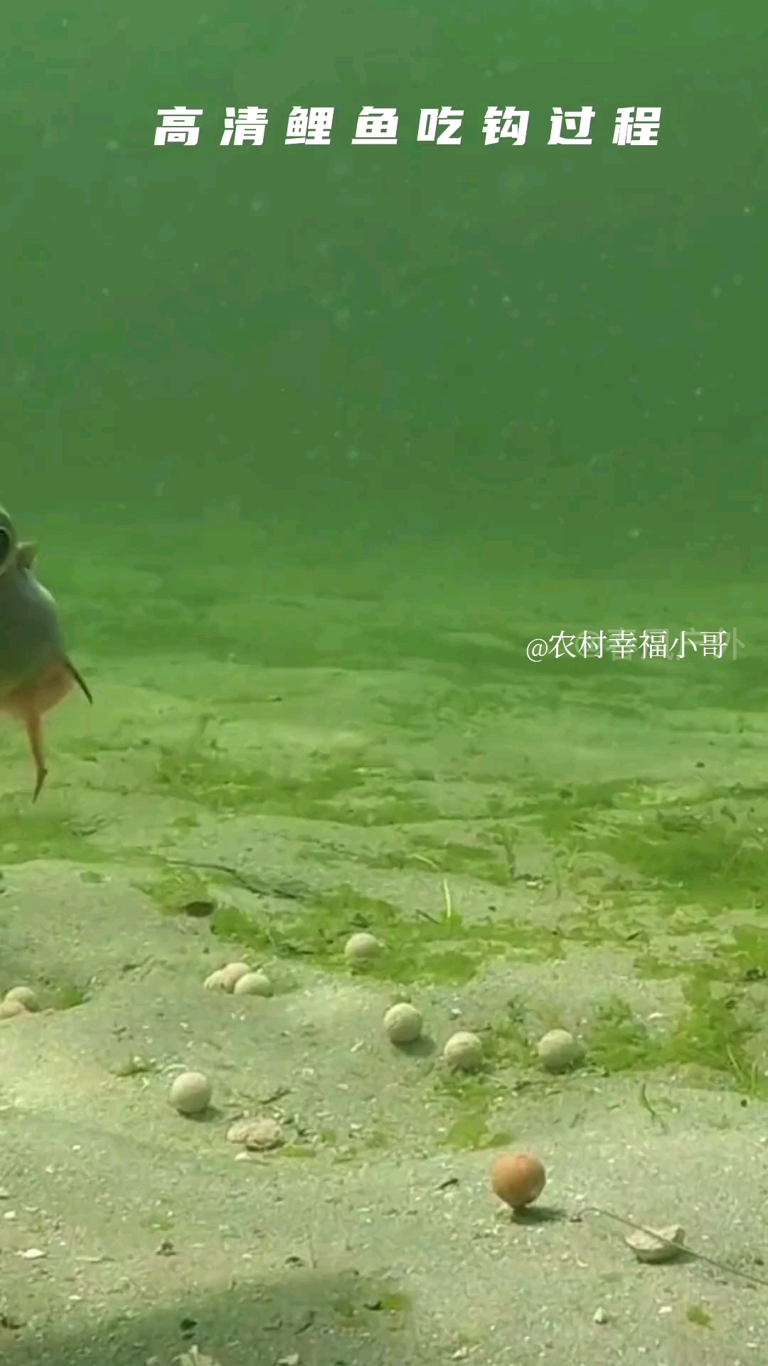 #钓鱼#鲤鱼吃钩全过程,钓鲤鱼一定要钓底吗?看完了钓友们就知道了