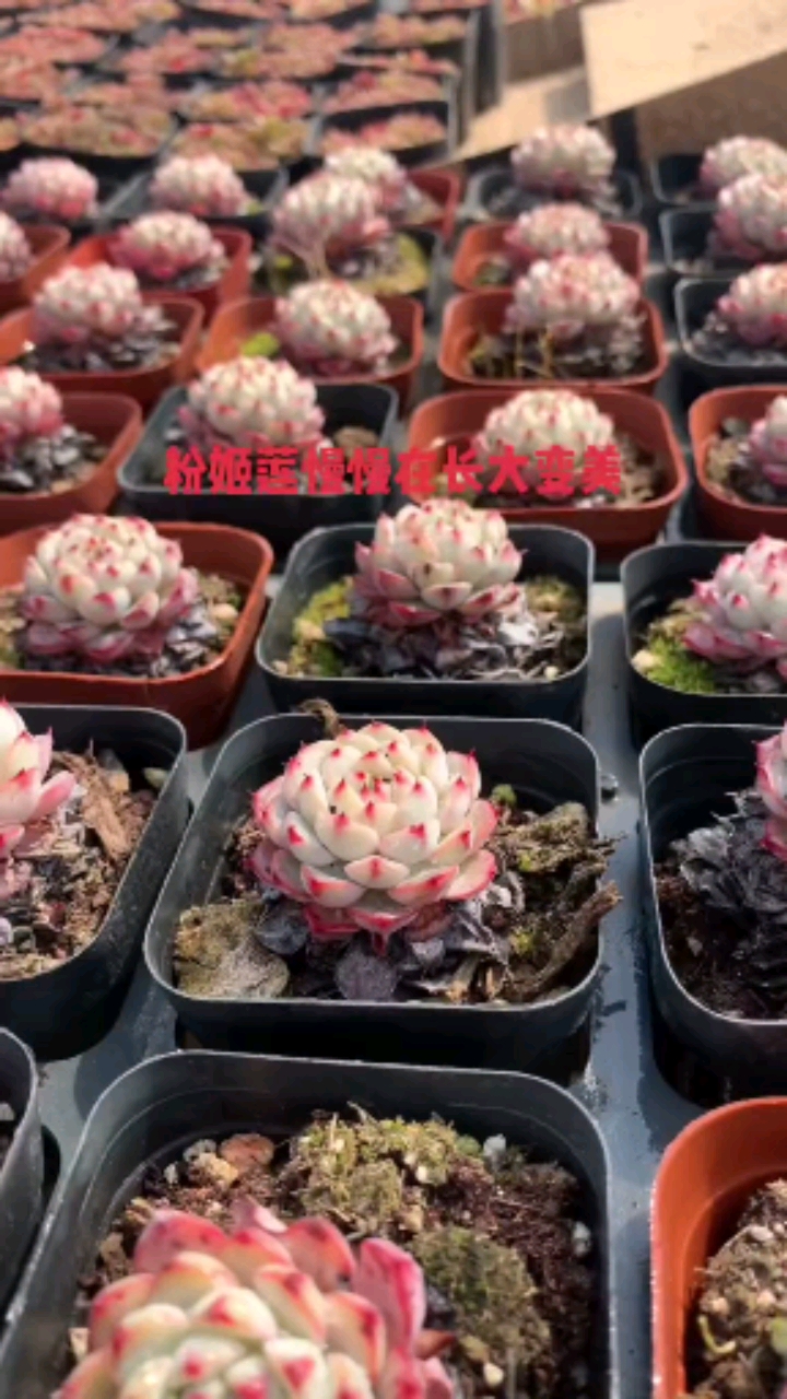 #有一种可爱叫多肉!#这样的粉姬莲你喜欢吗?