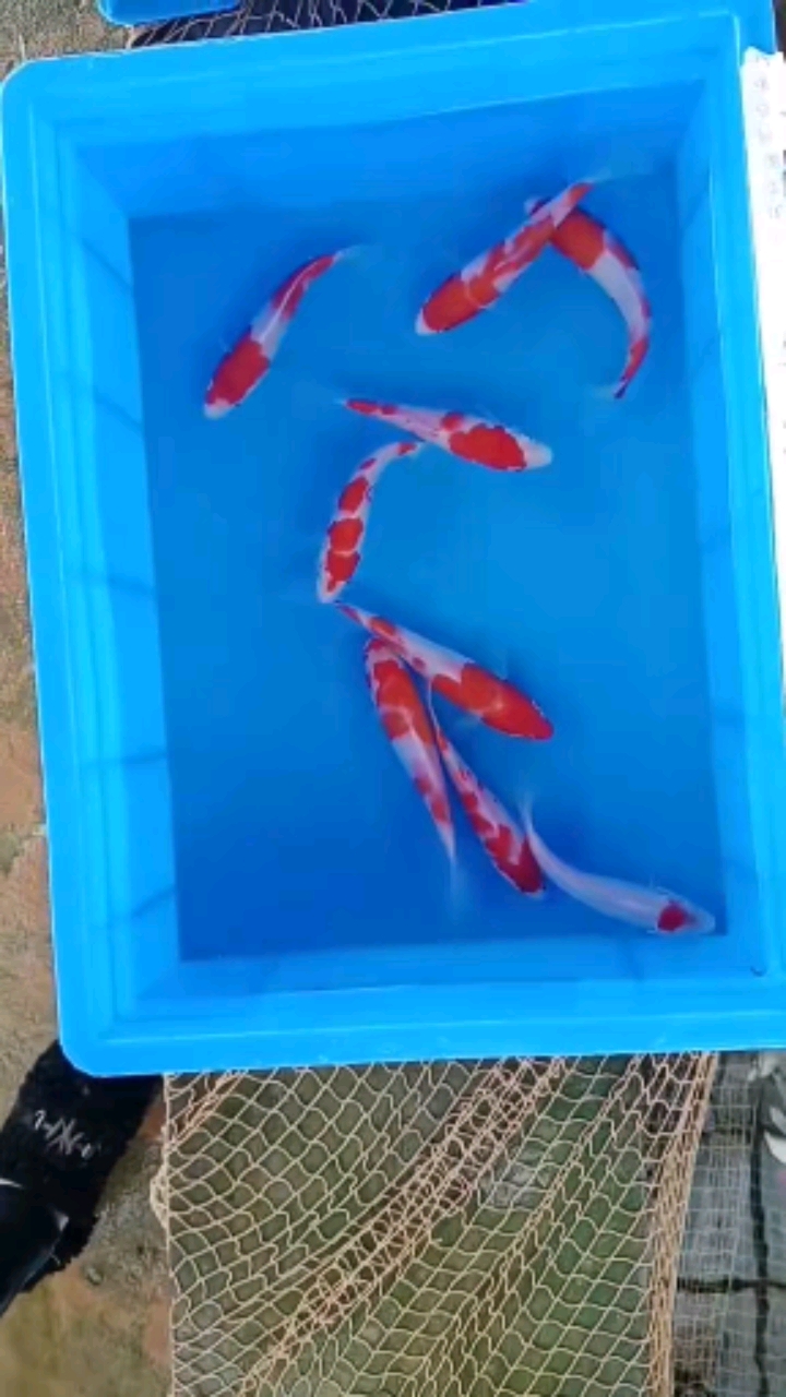 #锦鲤#9尾12-13厘米左右188元红白锦鲤鱼日本血统锦鲤鱼鱼苗水花