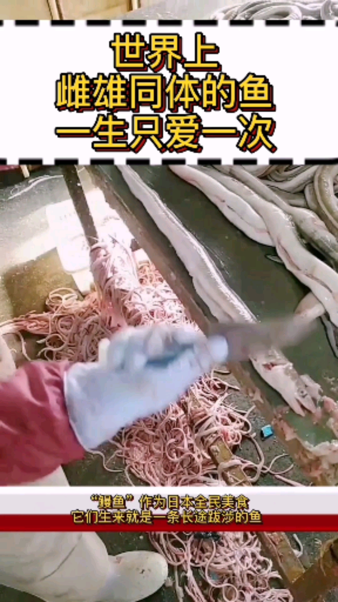 #每天一点冷知识#世界上雌雄同体的鱼一生只爱一次,这就是鳗鱼(“鳗”字发音并不是第4声)