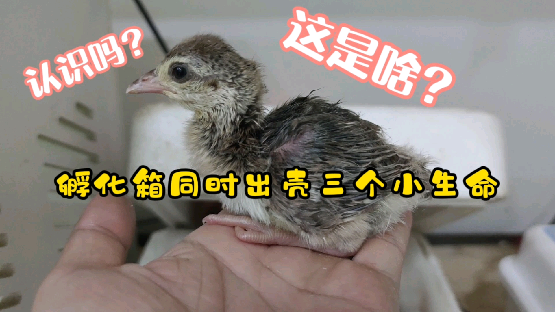 #记录生活#人工孵化鸡鸭鹅,猜猜今天啥出壳