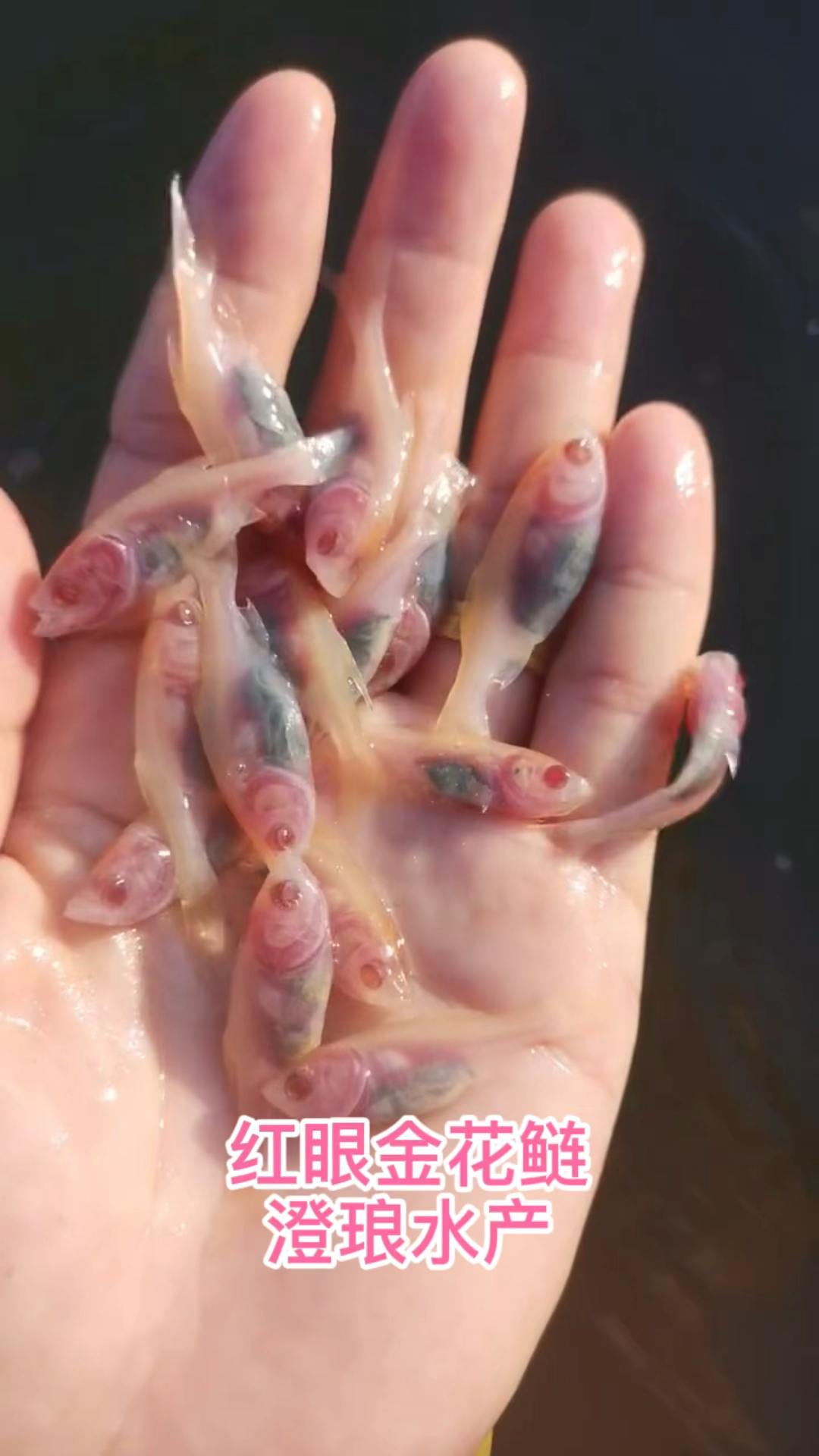 赤目金花鲢鱼苗金大头鱼黄金花鲢鱼红眼金大头鱼苗