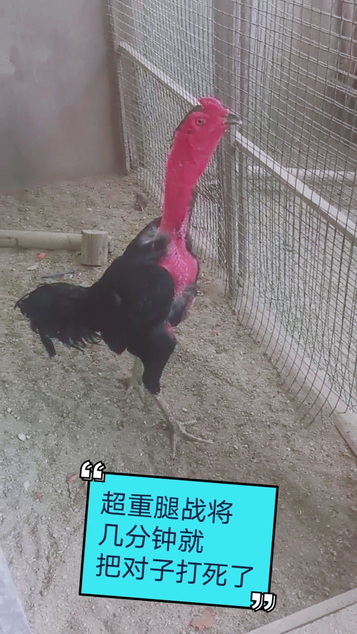 #蒙歌西贡越南斗鸡#高档超重腿战将,几分钟直接把对子打死了。