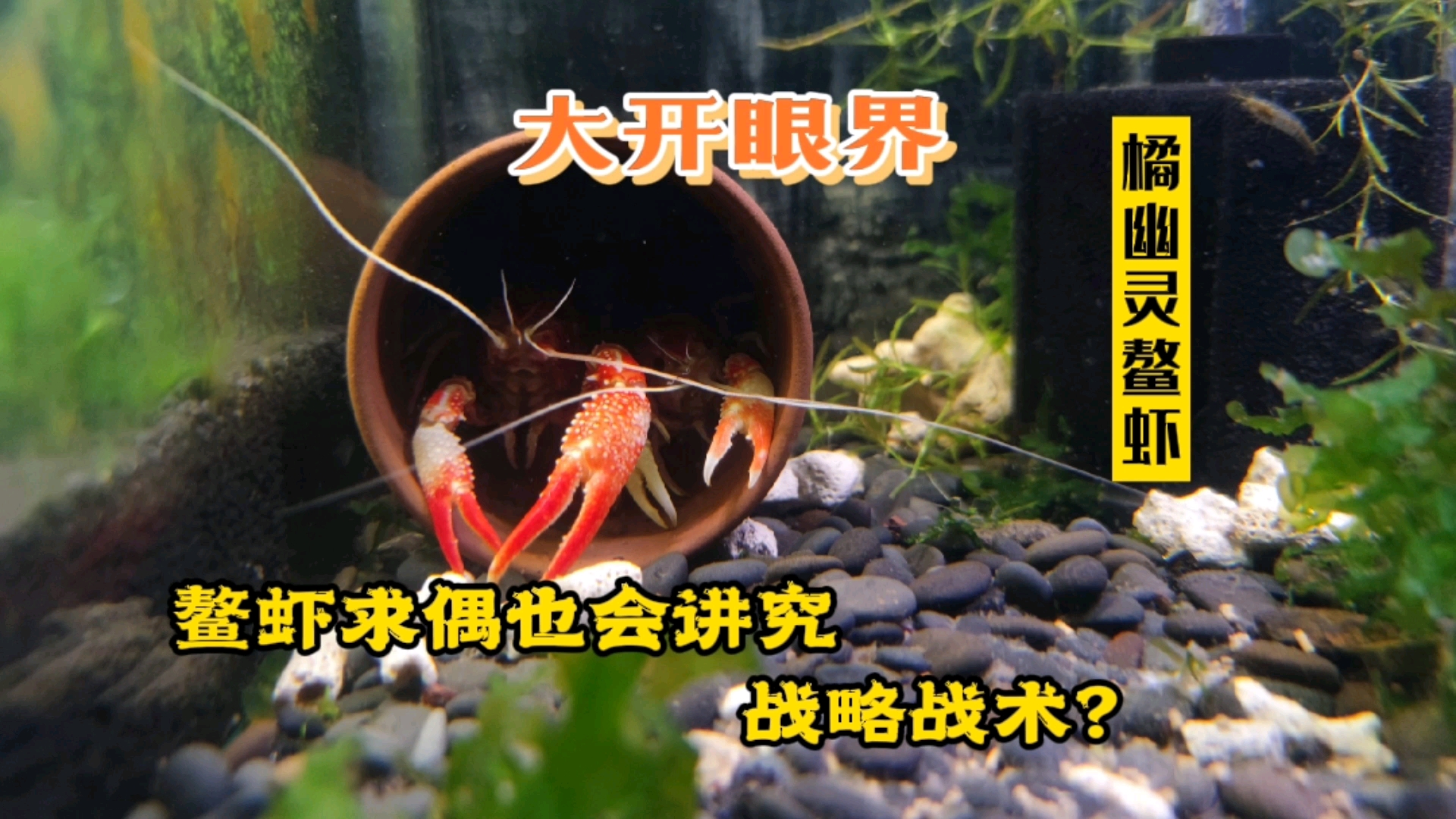 #记录生活#鳌虾的迷惑行为,求偶也会讲究战略战术?大开眼界