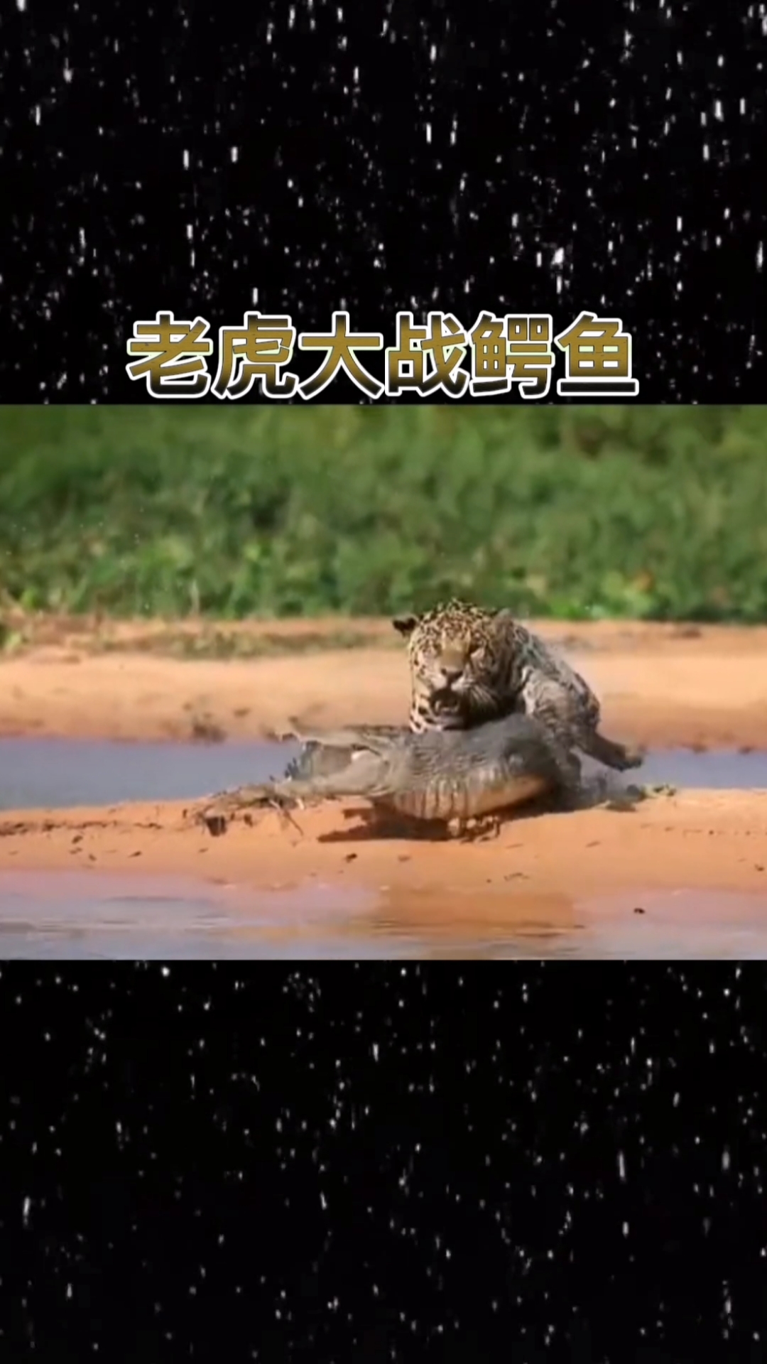 #破壳计划#老虎大战鳄鱼