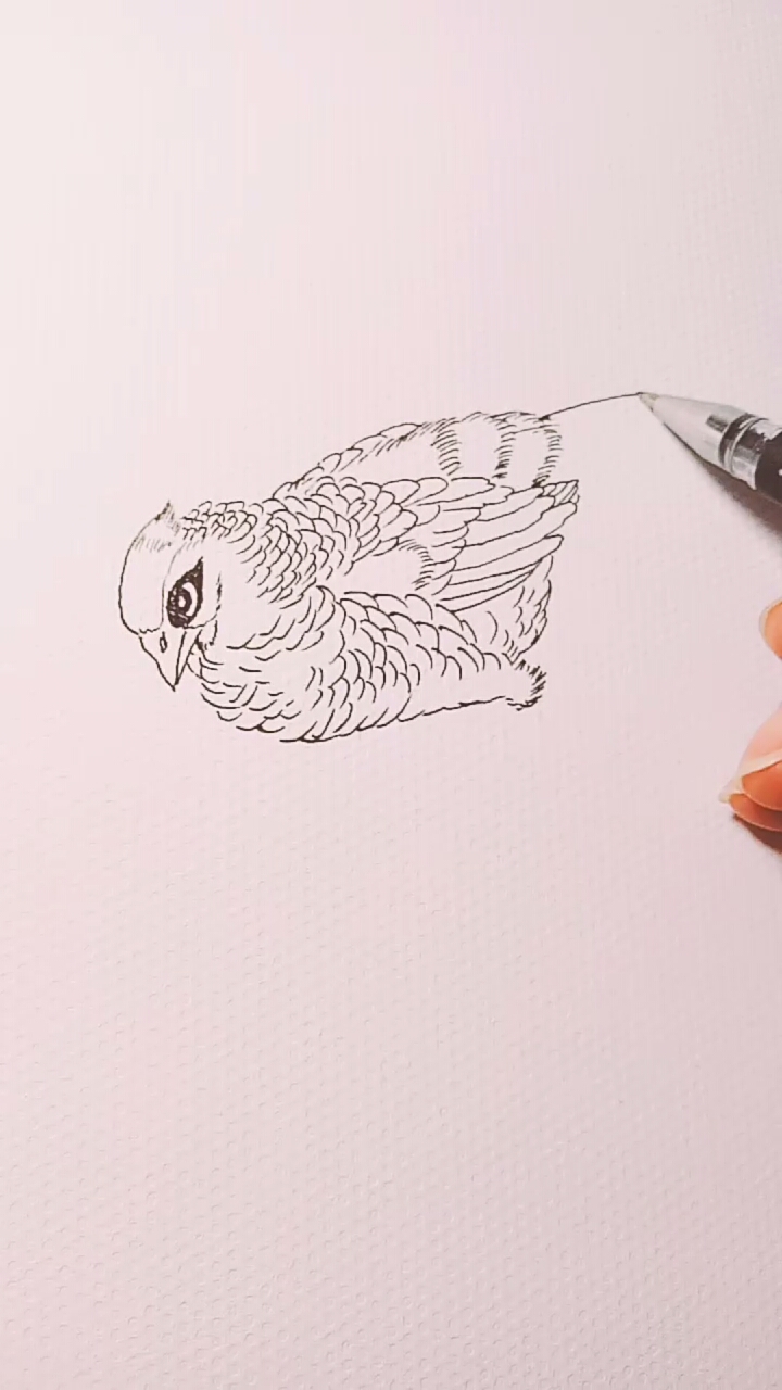 #一看就会的白描画#中性笔白描锦鸡教程