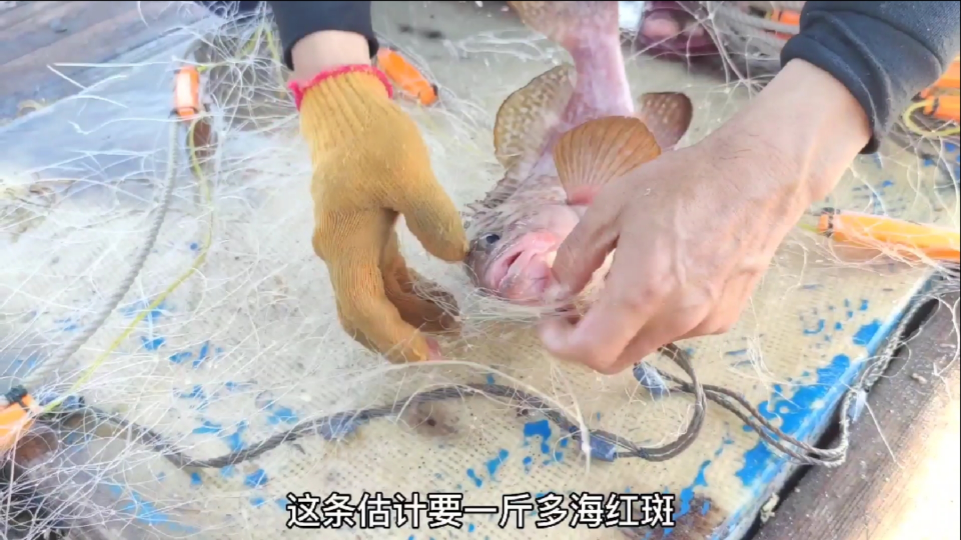 #南澳岛#朋友花4000元包一整船渔网,捕获有8条黄花鱼,这样就赚到了(二)