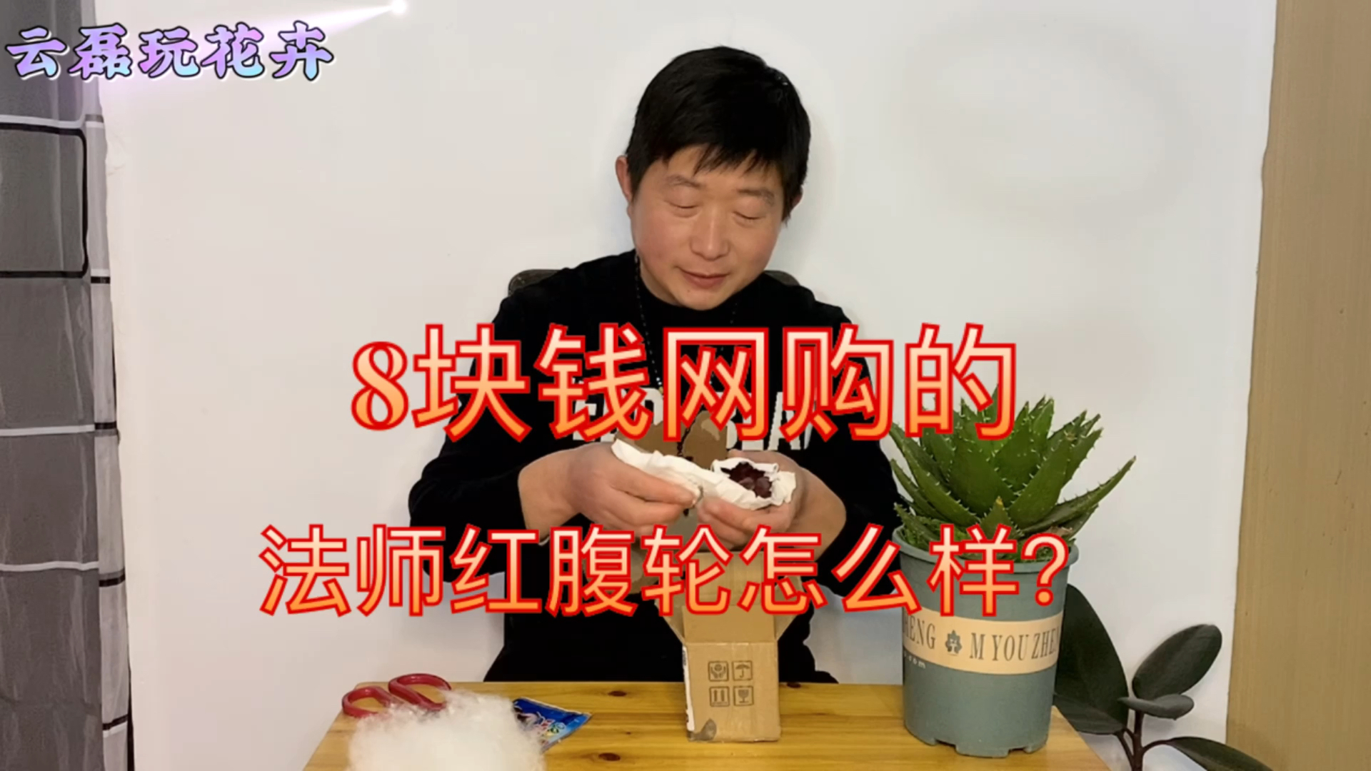 #拆快递#八块钱网购一棵多肉法师红腹轮，颜色鲜艳，带根发货，大家看看怎么样