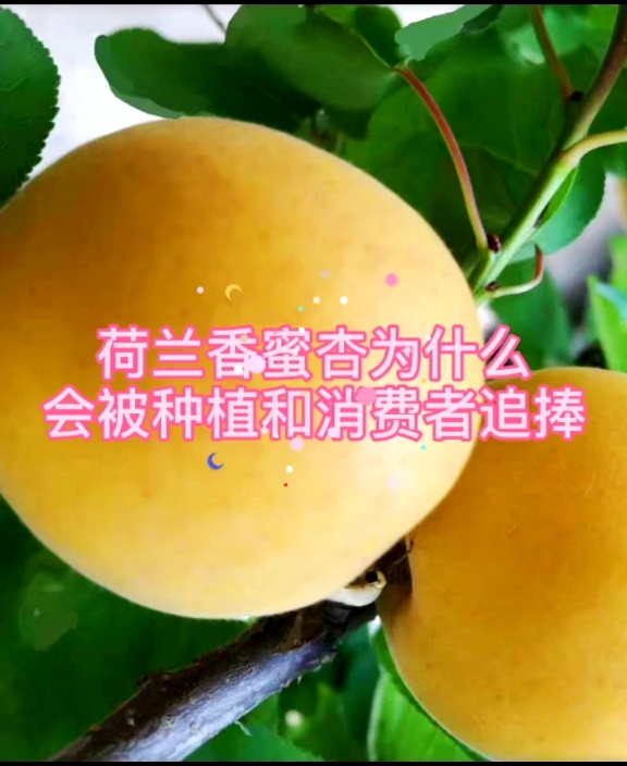 #你好秋天#荷兰香蜜杏你吃过么