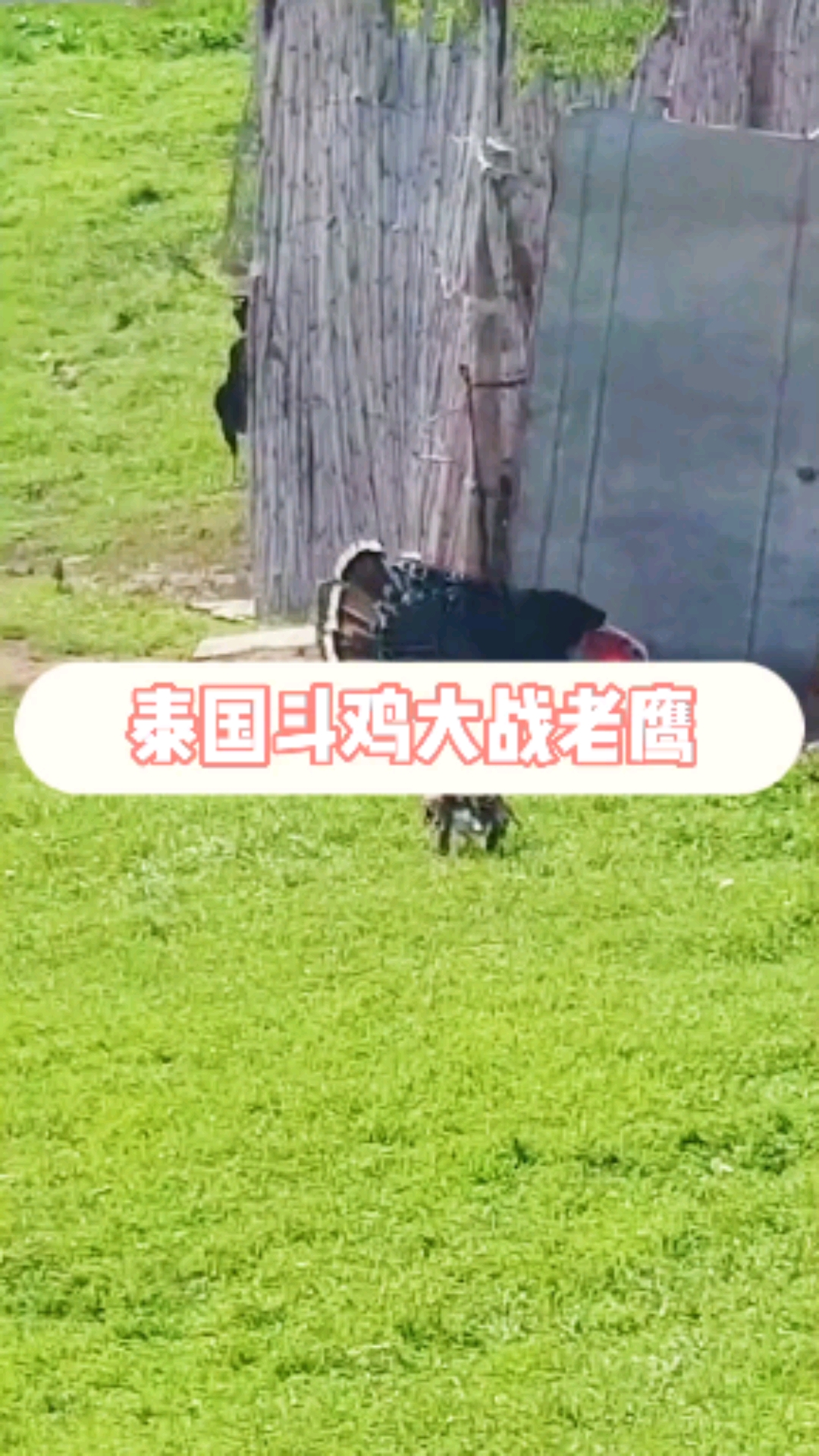#飞鸡中的战斗鸡#泰国斗鸡大战老鹰谁能赢