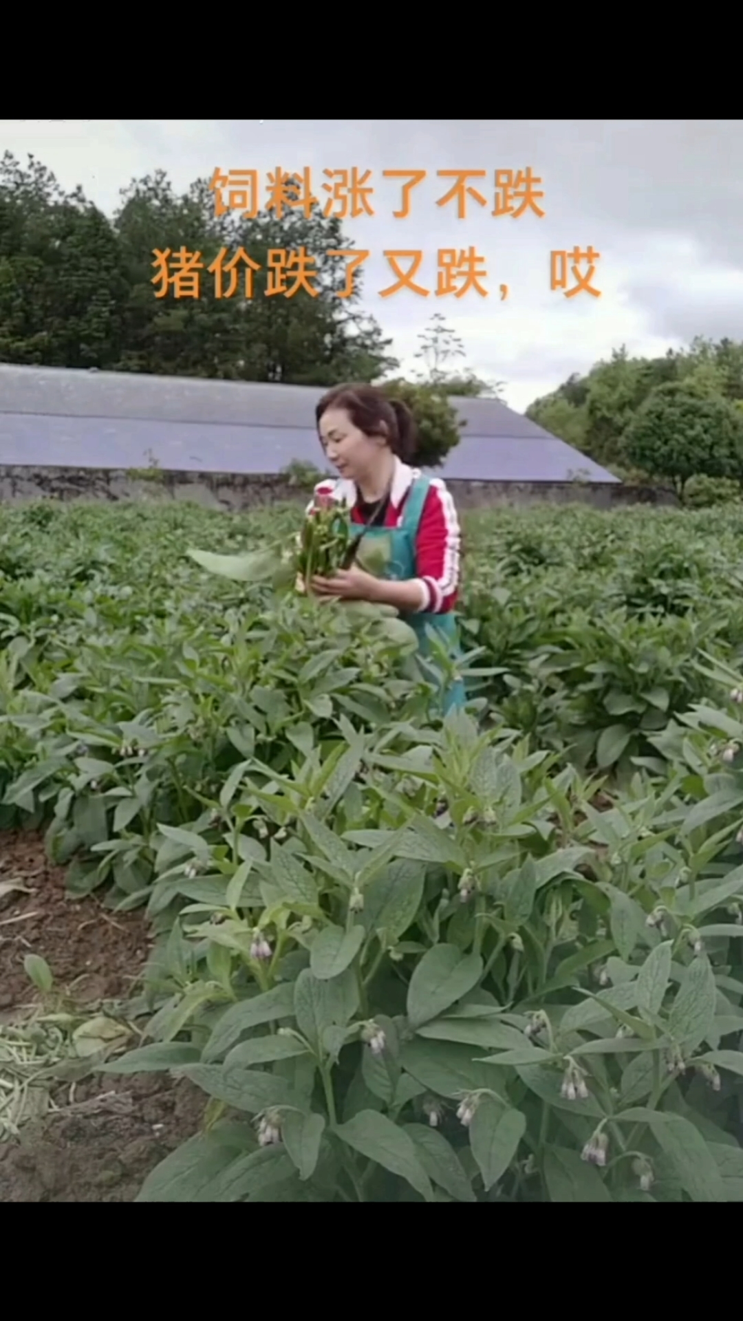 #俄罗斯饲料菜#俄罗斯饲料菜又叫聚合草,亩产20-30吨鲜草!打浆拌料饲喂效果更好!