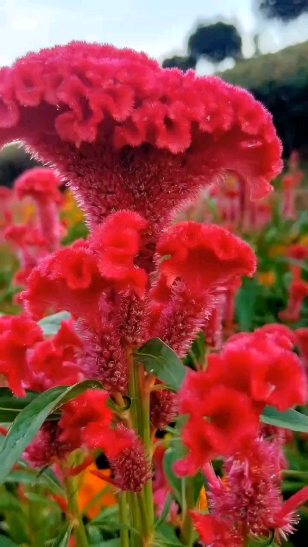 鲜艳无比的鸡冠花