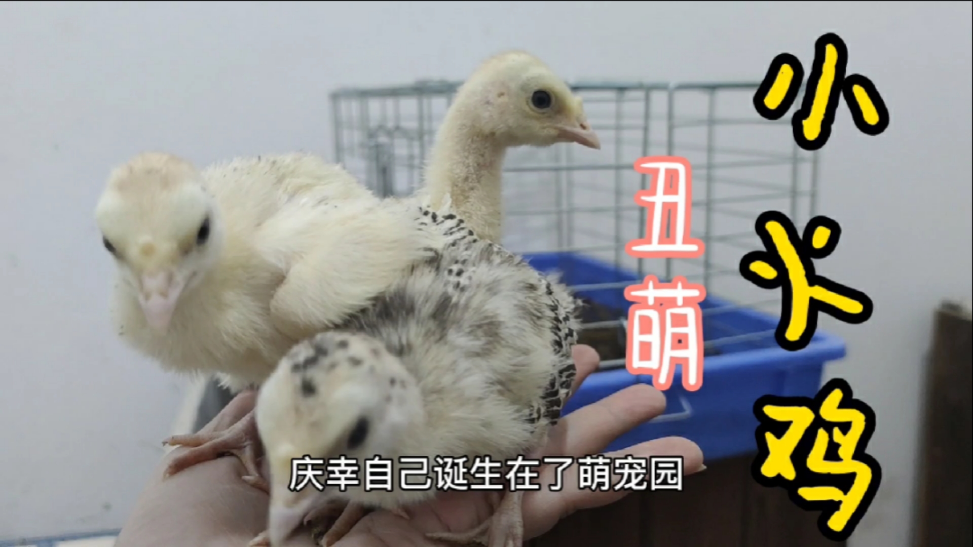 #小小爱宠萌化你#丑萌小火鸡,上餐桌要分先后,谢顶不分老幼,年纪轻轻却秃了顶