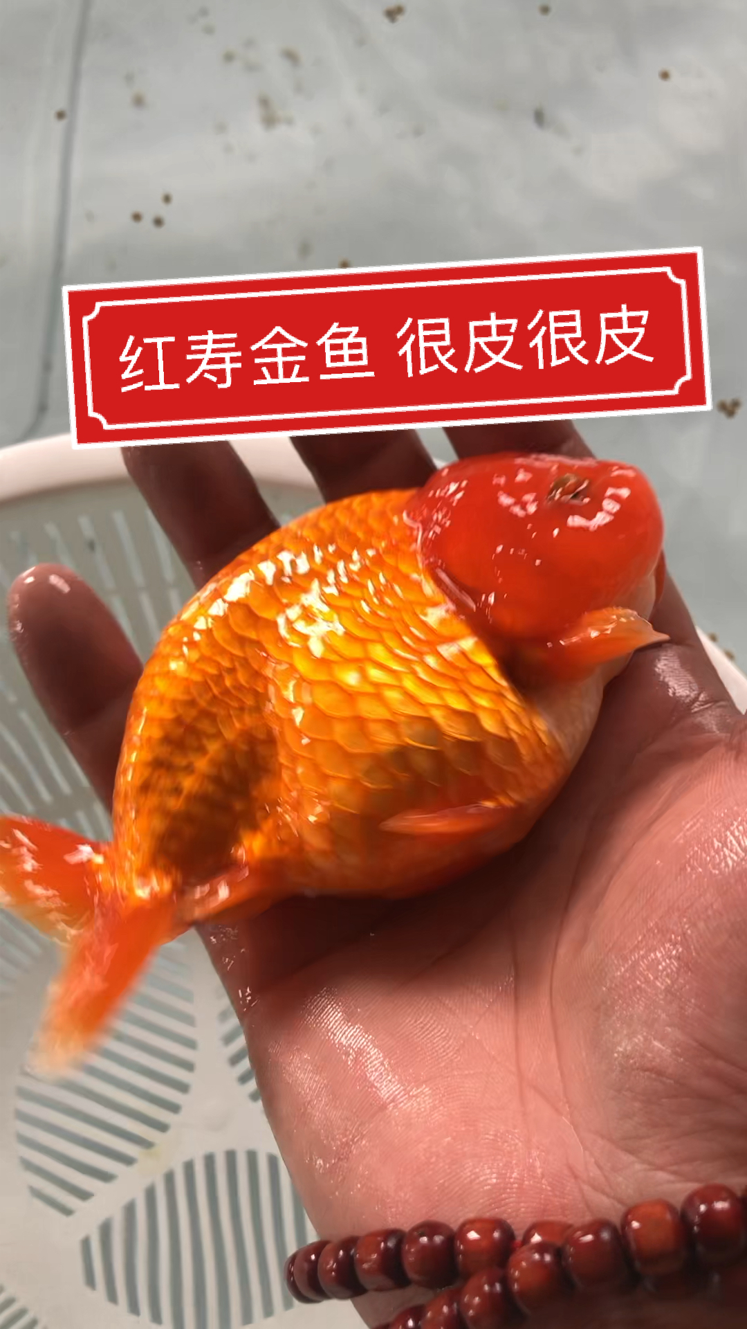 #金鱼#红寿金鱼兰寿系列可爱漂亮鸿运当头自家养殖可视频选鱼