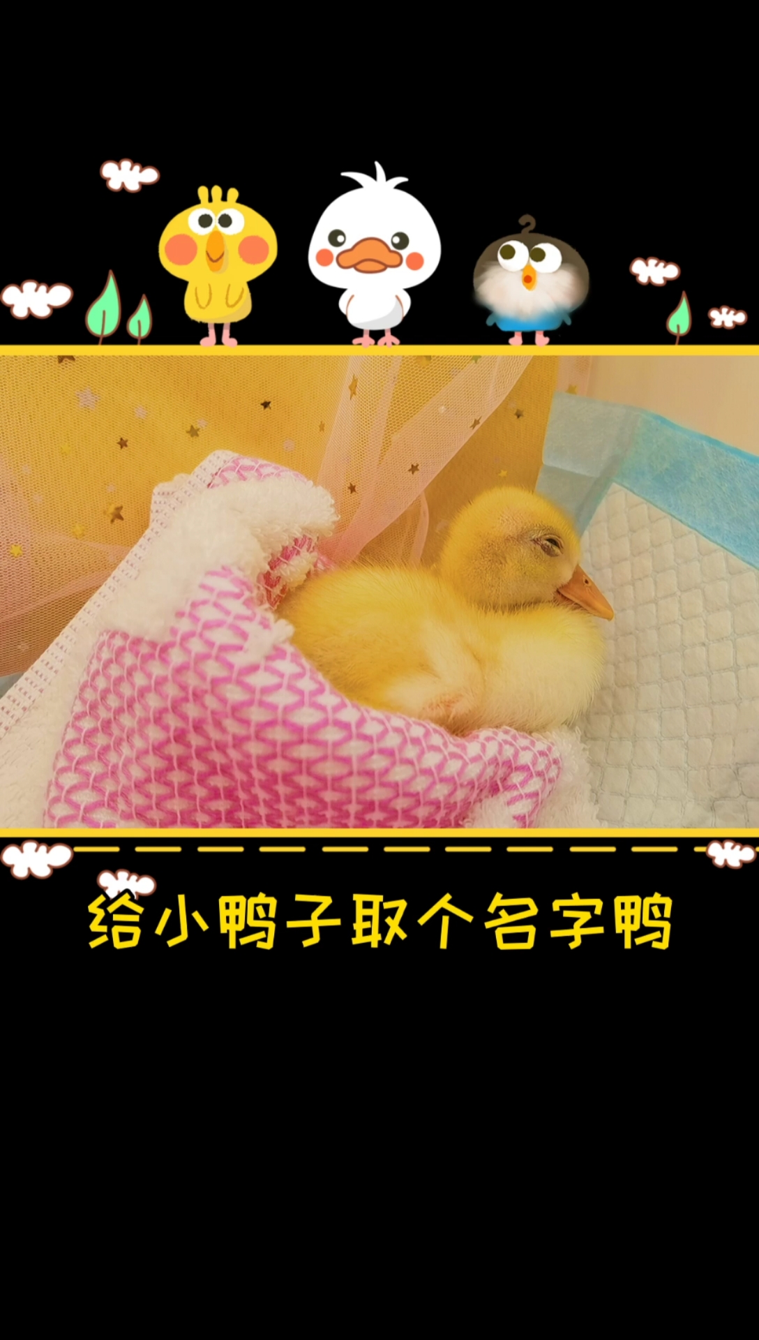 #家有萌宠#新的小鸭鸭叫什么名字好呢?每次最讨厌取名字了!想破脑袋都取不出来!